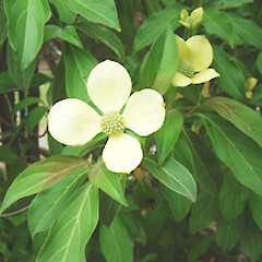 Cornus capitata