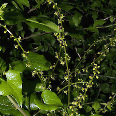 England.<br>Photographer: John Smith-Dodsworth, Licence: <a target='_blank' href='https://creativecommons.org/licenses/by-nc/4.0'>CC BY-NC</a>. <a class='member-message' href='/nzpcn/why-join-nzpcn/' target='_blank'>Members can view a larger version of this image.</a>