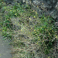 Whanganui. Feb 2011.<br>Photographer: Colin C. Ogle, Licence: <a target='_blank' href='https://creativecommons.org/licenses/by-nc/4.0'>CC BY-NC</a>. <a class='member-message' href='/nzpcn/why-join-nzpcn/' target='_blank'>Members can view a larger version of this image.</a>