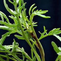 Diplotaxis tenuifolia