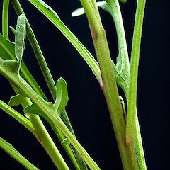 Leaf bases. Whanganui. Nov 2011.<br>Photographer: Colin C. Ogle, Licence: <a target='_blank' href='https://creativecommons.org/licenses/by-nc/4.0'>CC BY-NC</a>. <a class='member-message' href='/nzpcn/why-join-nzpcn/' target='_blank'>Members can view a larger version of this image.</a>