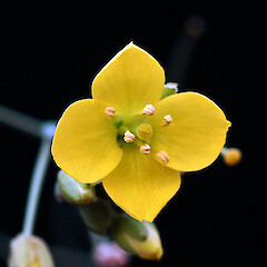 Whanganui. Nov 2011.<br>Photographer: Colin C. Ogle, Licence: <a target='_blank' href='https://creativecommons.org/licenses/by-nc/4.0'>CC BY-NC</a>. <a class='member-message' href='/nzpcn/why-join-nzpcn/' target='_blank'>Members can view a larger version of this image.</a>