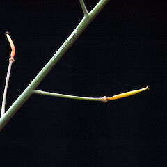 Fruit. Whanganui. Nov 2011.<br>Photographer: Colin C. Ogle, Licence: <a target='_blank' href='https://creativecommons.org/licenses/by-nc/4.0'>CC BY-NC</a>. <a class='member-message' href='/nzpcn/why-join-nzpcn/' target='_blank'>Members can view a larger version of this image.</a>