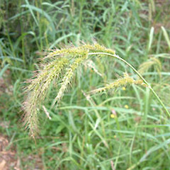Echinochloa crus-pavonis.<br>Photographer: John Smith-Dodsworth, Licence: <a target='_blank' href='https://creativecommons.org/licenses/by-nc/4.0'>CC BY-NC</a>.