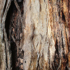 Bark of Eucalyptus pilularis.<br>Photographer: Geoff Hare, Licence: All rights reserved. <a class='member-message' href='/nzpcn/why-join-nzpcn/' target='_blank'>Members can view a larger version of this image.</a>