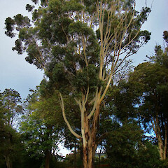Eucalyptus pilularis.<br>Photographer: Geoff Hare, Licence: All rights reserved. <a class='member-message' href='/nzpcn/why-join-nzpcn/' target='_blank'>Members can view a larger version of this image.</a>