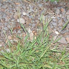 Digitaria violascens.<br>Photographer: John Smith-Dodsworth, Licence: <a target='_blank' href='https://creativecommons.org/licenses/by-nc/4.0'>CC BY-NC</a>.