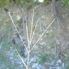 Digitaria violascens.<br>Photographer: John Smith-Dodsworth, Licence: <a target='_blank' href='https://creativecommons.org/licenses/by-nc/4.0'>CC BY-NC</a>.