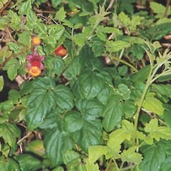 Eccremocarpus scaber.<br>Photographer: Graeme La Cock, Licence: <a target='_blank' href='https://creativecommons.org/licenses/by-nc/4.0'>CC BY-NC</a>.