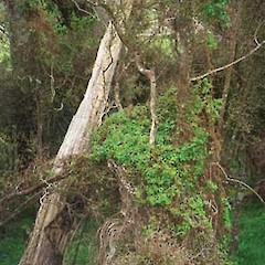 Eccremocarpus scaber.<br>Photographer: Graeme La Cock, Licence: <a target='_blank' href='https://creativecommons.org/licenses/by-nc/4.0'>CC BY-NC</a>.