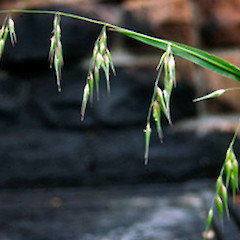 Flowering culm.<br>Photographer: Colin C. Ogle, Licence: <a target='_blank' href='https://creativecommons.org/licenses/by-nc/4.0'>CC BY-NC</a>.