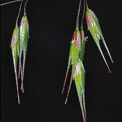 Spikelets.<br>Photographer: Colin C. Ogle, Licence: <a target='_blank' href='https://creativecommons.org/licenses/by-nc/4.0'>CC BY-NC</a>.