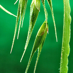 Ehrharta longiflora