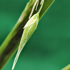 Spikelet showing glumes. Whanganui. Oct 2012.<br>Photographer: Colin C. Ogle, Licence: <a target='_blank' href='https://creativecommons.org/licenses/by-nc/4.0'>CC BY-NC</a>. <a class='member-message' href='/nzpcn/why-join-nzpcn/' target='_blank'>Members can view a larger version of this image.</a>