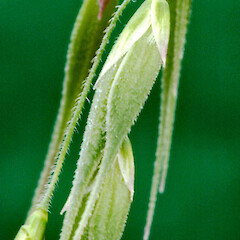 Spikelet showing glumes. Whanganui. Oct 2012.<br>Photographer: Colin C. Ogle, Licence: <a target='_blank' href='https://creativecommons.org/licenses/by-nc/4.0'>CC BY-NC</a>. <a class='member-message' href='/nzpcn/why-join-nzpcn/' target='_blank'>Members can view a larger version of this image.</a>