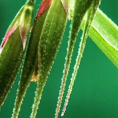 Spikelet awns. Whanganui. Oct 2012.<br>Photographer: Colin C. Ogle, Licence: <a target='_blank' href='https://creativecommons.org/licenses/by-nc/4.0'>CC BY-NC</a>. <a class='member-message' href='/nzpcn/why-join-nzpcn/' target='_blank'>Members can view a larger version of this image.</a>