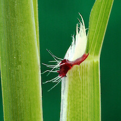 Ligule. Whanganui. Oct 2012.<br>Photographer: Colin C. Ogle, Licence: <a target='_blank' href='https://creativecommons.org/licenses/by-nc/4.0'>CC BY-NC</a>. <a class='member-message' href='/nzpcn/why-join-nzpcn/' target='_blank'>Members can view a larger version of this image.</a>