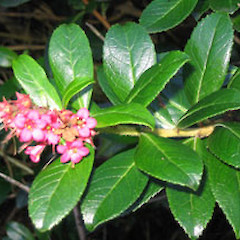 Escallonia.<br>Photographer: John Barkla, Licence: <a target='_blank' href='https://creativecommons.org/licenses/by/4.0'>CC BY</a>.