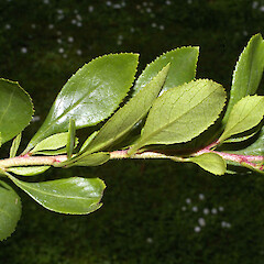 Escallonia rubra var. macrantha