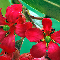 Whanganui. Nov 2011.<br>Photographer: Colin C. Ogle, Licence: <a target='_blank' href='https://creativecommons.org/licenses/by-nc/4.0'>CC BY-NC</a>. <a class='member-message' href='/nzpcn/why-join-nzpcn/' target='_blank'>Members can view a larger version of this image.</a>