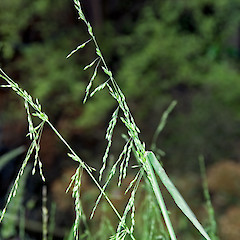 Inflorescence. Stokes Valley, Lower Hutt.<br>Photographer: Jeremy R. Rolfe, Date taken: 19/11/2006, Licence: <a target='_blank' href='https://creativecommons.org/licenses/by/4.0'>CC BY</a>.