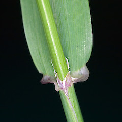 Ligule. Stokes Valley, Lower Hutt.<br>Photographer: Jeremy R. Rolfe, Date taken: 19/11/2006, Licence: <a target='_blank' href='https://creativecommons.org/licenses/by/4.0'>CC BY</a>.