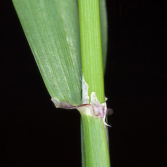 Ligule. Stokes Valley, Lower Hutt.<br>Photographer: Jeremy R. Rolfe, Date taken: 19/11/2006, Licence: <a target='_blank' href='https://creativecommons.org/licenses/by/4.0'>CC BY</a>.