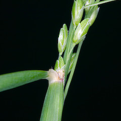 Ultimate leaf and emerging inflorescence. Stokes Valley, Lower Hutt.<br>Photographer: Jeremy R. Rolfe, Date taken: 19/11/2006, Licence: <a target='_blank' href='https://creativecommons.org/licenses/by/4.0'>CC BY</a>.
