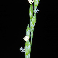 Stigmas (feathery) and stamens. Stokes Valley, Lower Hutt.<br>Photographer: Jeremy R. Rolfe, Date taken: 19/11/2006, Licence: <a target='_blank' href='https://creativecommons.org/licenses/by/4.0'>CC BY</a>.