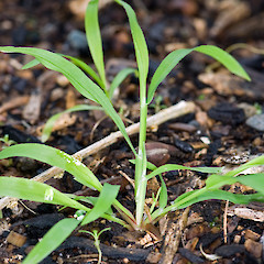 Seedling. Stokes Valley, Lower Hutt.<br>Photographer: Jeremy R. Rolfe, Date taken: 19/11/2006, Licence: <a target='_blank' href='https://creativecommons.org/licenses/by/4.0'>CC BY</a>.