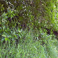 Stokes Valley, Lower Hutt.<br>Photographer: Jeremy R. Rolfe, Date taken: 19/11/2006, Licence: <a target='_blank' href='https://creativecommons.org/licenses/by/4.0'>CC BY</a>.