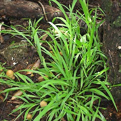 Ehrharta erecta.<br>Photographer: Peter J de Lange, Licence: <a target='_blank' href='https://creativecommons.org/licenses/by-nc/4.0'>CC BY-NC</a>.