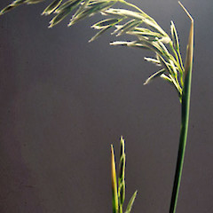 Inflorescence.<br>Photographer: Colin C. Ogle, Licence: <a target='_blank' href='https://creativecommons.org/licenses/by-nc/4.0'>CC BY-NC</a>.