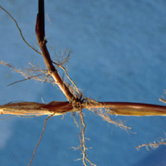 Rhizome.<br>Photographer: Colin C. Ogle, Licence: <a target='_blank' href='https://creativecommons.org/licenses/by-nc/4.0'>CC BY-NC</a>.