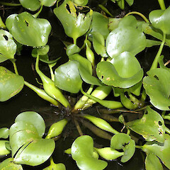 Singapore.<br>Photographer: John Smith-Dodsworth, Licence: <a target='_blank' href='https://creativecommons.org/licenses/by-nc/4.0'>CC BY-NC</a>. <a class='member-message' href='/nzpcn/why-join-nzpcn/' target='_blank'>Members can view a larger version of this image.</a>