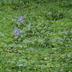 Singapore.<br>Photographer: John Smith-Dodsworth, Licence: <a target='_blank' href='https://creativecommons.org/licenses/by-nc/4.0'>CC BY-NC</a>. <a class='member-message' href='/nzpcn/why-join-nzpcn/' target='_blank'>Members can view a larger version of this image.</a>