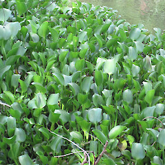 Plant growing in a pond.<br>Photographer: Paul Champion, Date taken: 14/10/2012, Licence: All rights reserved. <a class='member-message' href='/nzpcn/why-join-nzpcn/' target='_blank'>Members can view a larger version of this image.</a>