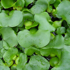 Plant growing in a pond.<br>Photographer: Rohan Wells, Date taken: 08/08/2008, Licence: All rights reserved. <a class='member-message' href='/nzpcn/why-join-nzpcn/' target='_blank'>Members can view a larger version of this image.</a>