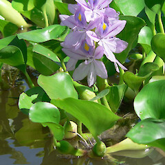 Specimen flower, plant growing in a pond.<br>Photographer: Rohan Wells, Date taken: 22/05/2012, Licence: All rights reserved. <a class='member-message' href='/nzpcn/why-join-nzpcn/' target='_blank'>Members can view a larger version of this image.</a>