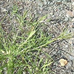 Eleusine indica