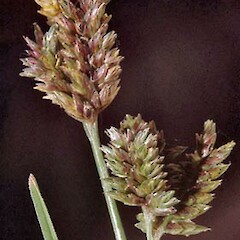 Eleusine tristachya