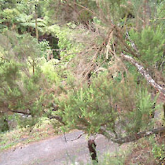 Erica arborea