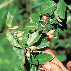 Elaeagnus ×reflexa.<br>Photographer: Auckland Regional Council, Licence: Public domain.