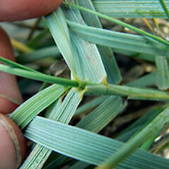 Elytrigia pycnantha