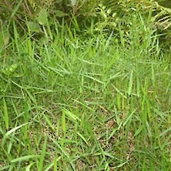 Entolasia marginata