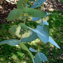 Eucalyptus cinerea adult foliage and flowers, Tree Way, St Lukes, Mt Albert, Auckland.<br>Photographer: Peter J de Lange, Date taken: 25/04/2006, Licence: <a target='_blank' href='https://creativecommons.org/licenses/by-nc/4.0'>CC BY-NC</a>.