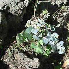 Eucalyptus cinerea seedling in basalt lava flow, Tree Way, St Lukes, Mt Albert, Auckland.<br>Photographer: Peter J de Lange, Date taken: 25/04/2006, Licence: <a target='_blank' href='https://creativecommons.org/licenses/by-nc/4.0'>CC BY-NC</a>.