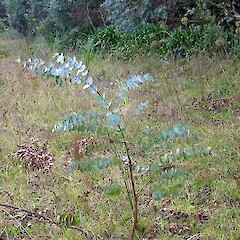 Naturalising from planted specimens (background). State Highway 3 near Whanganui. May 2012.<br>Photographer: Colin C. Ogle, Licence: <a target='_blank' href='https://creativecommons.org/licenses/by-nc/4.0'>CC BY-NC</a>. <a class='member-message' href='/nzpcn/why-join-nzpcn/' target='_blank'>Members can view a larger version of this image.</a>