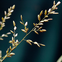 Inflorescence. Wanganui, Feb 2011.<br>Photographer: Colin C. Ogle, Licence: <a target='_blank' href='https://creativecommons.org/licenses/by-nc/4.0'>CC BY-NC</a>.