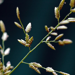 Inflorescence. Wanganui, Feb 2011.<br>Photographer: Colin C. Ogle, Licence: <a target='_blank' href='https://creativecommons.org/licenses/by-nc/4.0'>CC BY-NC</a>.